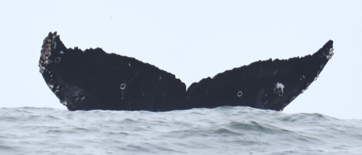 Fluke of HW-MN0524171