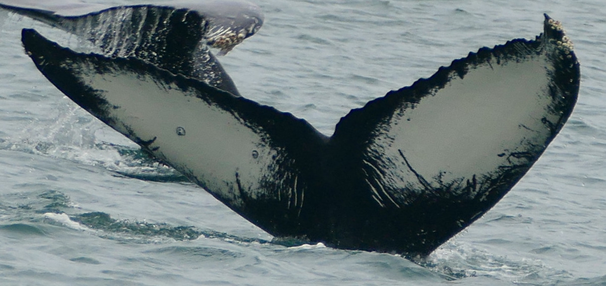 Fluke of HW-MN0410643