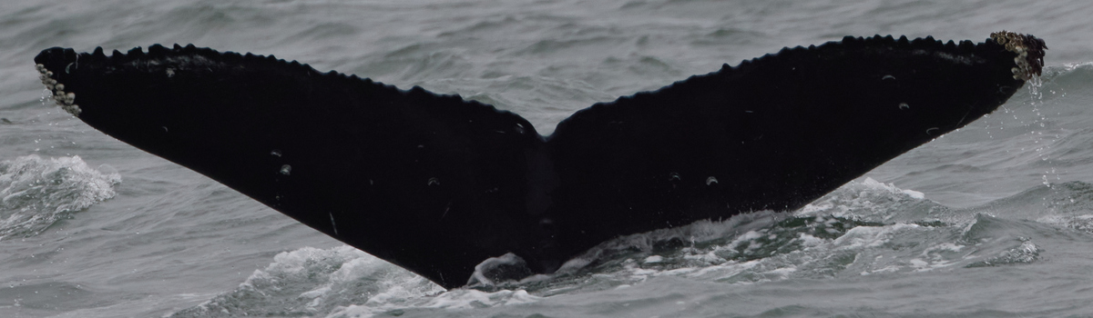 Fluke of Rip (BC)