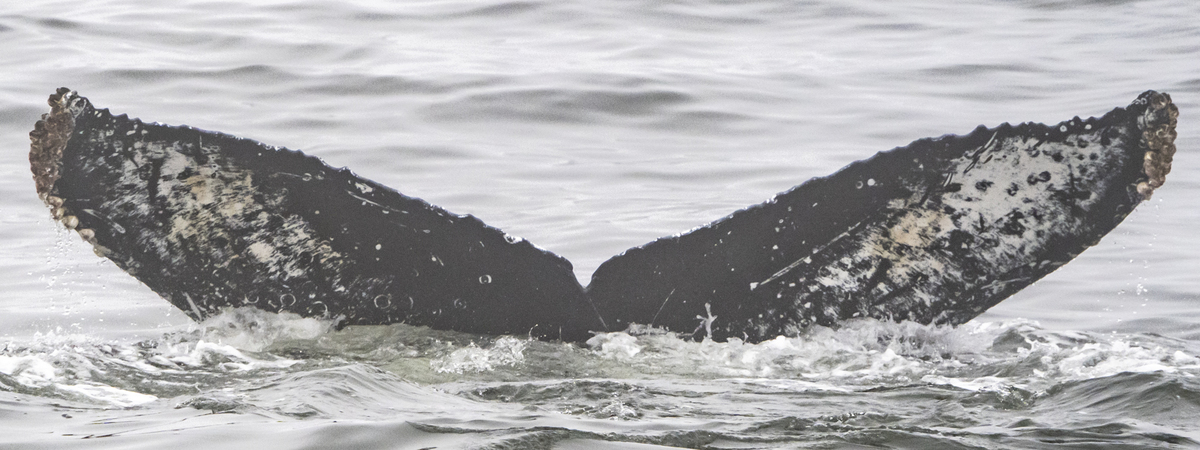 Fluke of CRC-22683