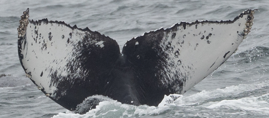 Fluke of CRC-22685
