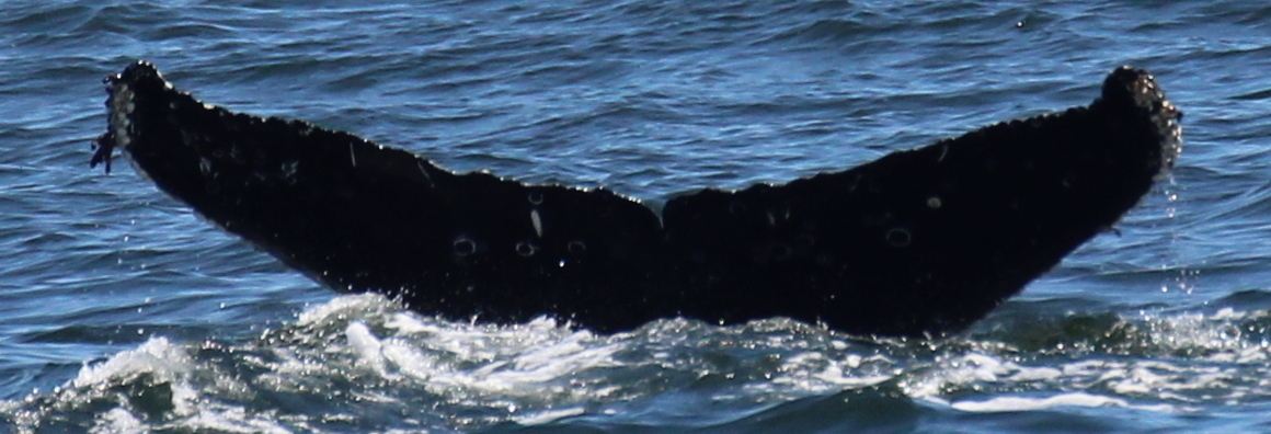 Fluke of CRC-22687