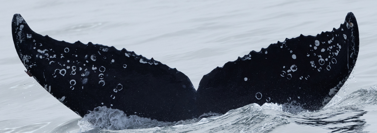 Fluke of CRC-22688