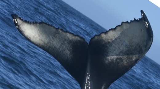 Fluke of CRC-22689