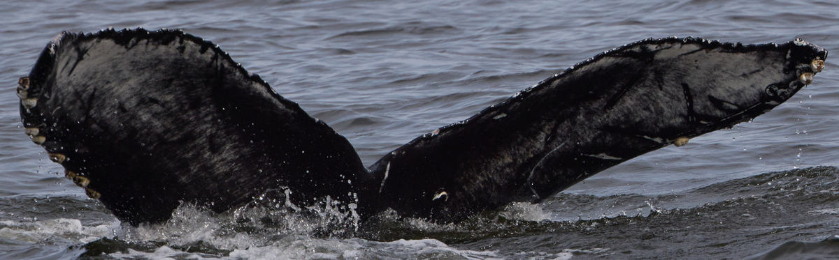 Fluke of CRC-22694