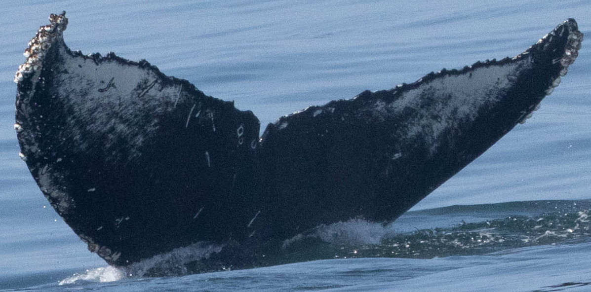 Fluke of CRC-22695