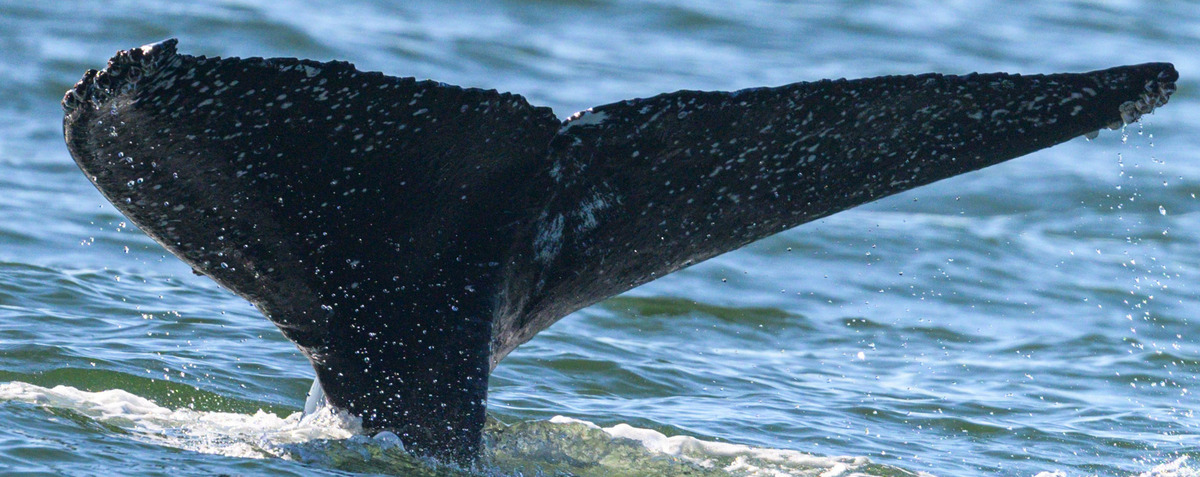 Fluke of CRC-22697