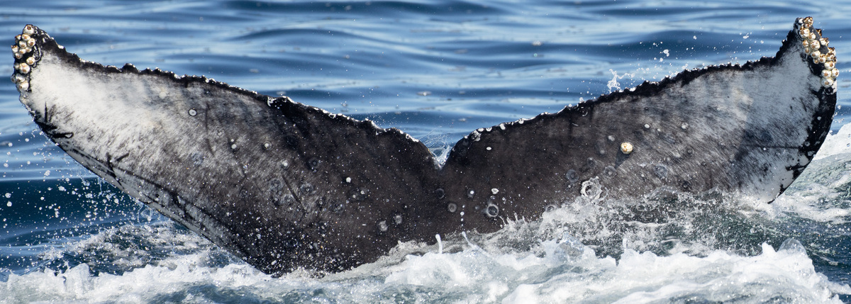 Fluke of Coco (California)