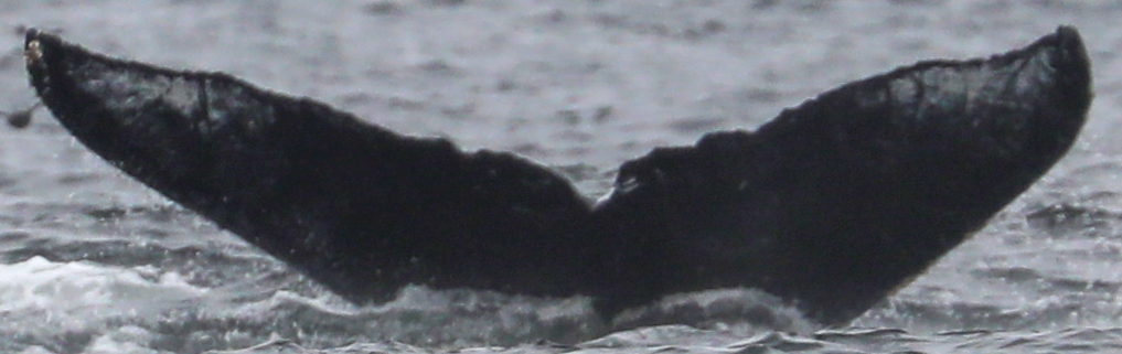 Fluke of CRC-22702
