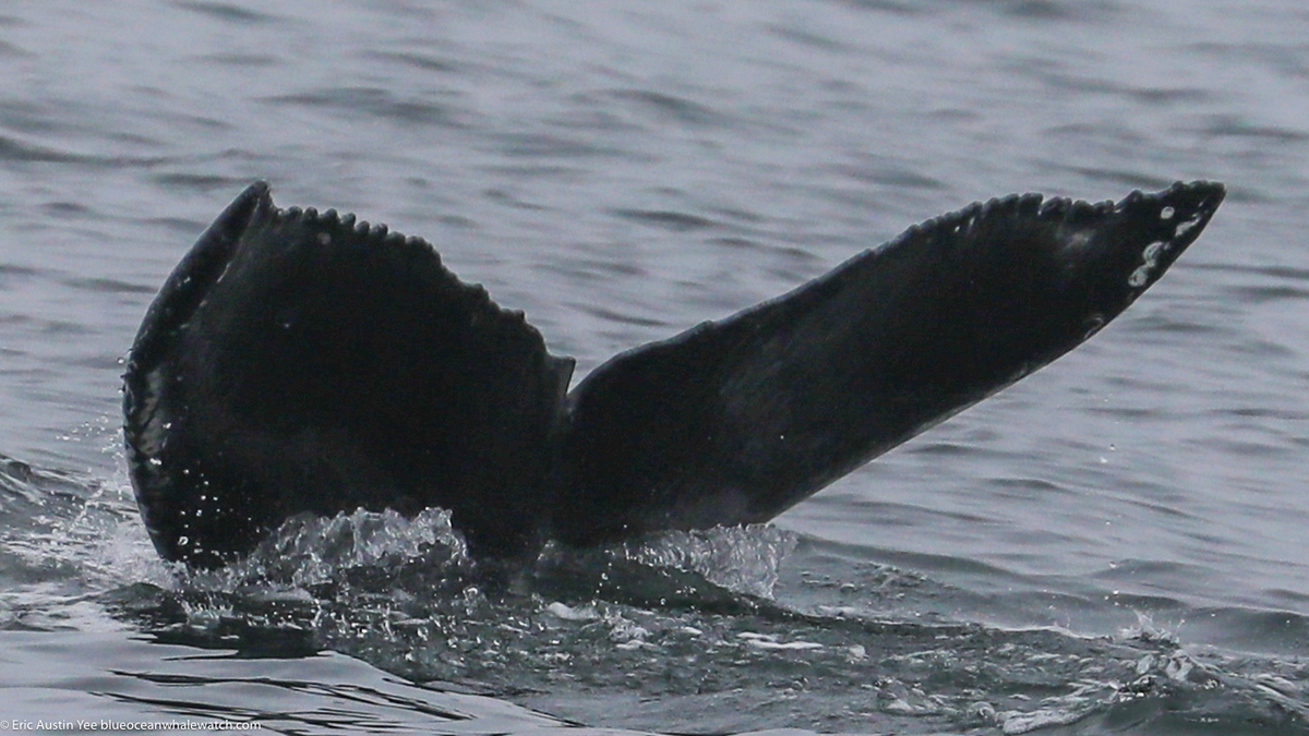 Fluke of CRC-22705