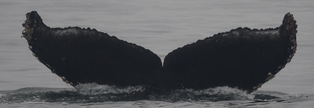 Fluke of CRC-22707