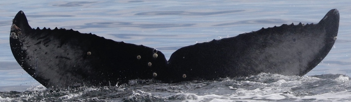 Fluke of CRC-22708