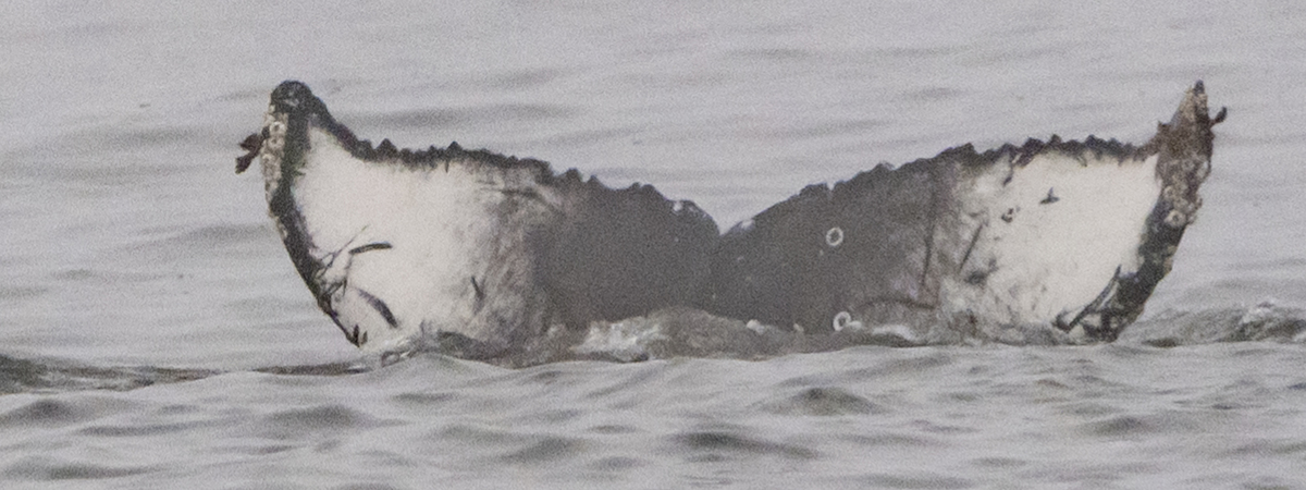 Fluke of CRC-22711