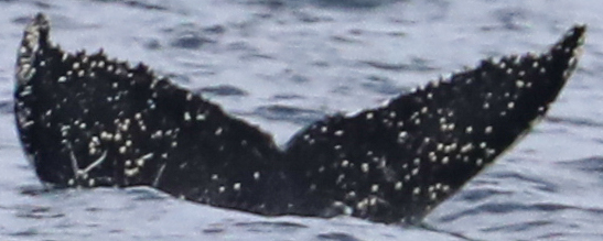 Fluke of CRC-22713