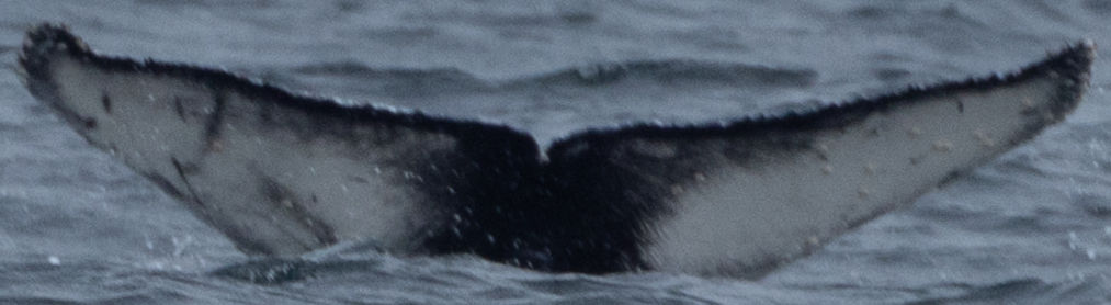 Fluke of CRC-22714