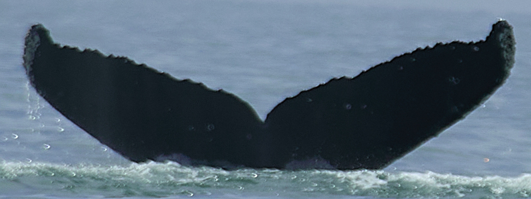 Fluke of CRC-22715
