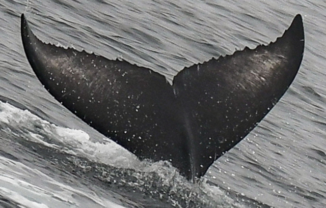 Fluke of CRC-22717