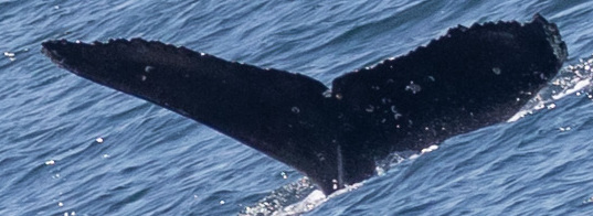 Fluke of CRC-22718
