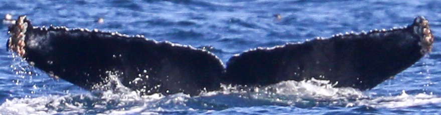 Fluke of CRC-22722