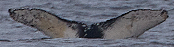 Fluke of HW-MN0503561