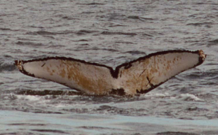 Fluke of Tic