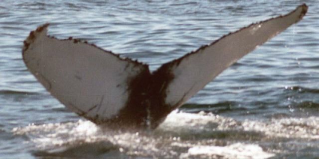 Fluke of Kittiwake (KBay)