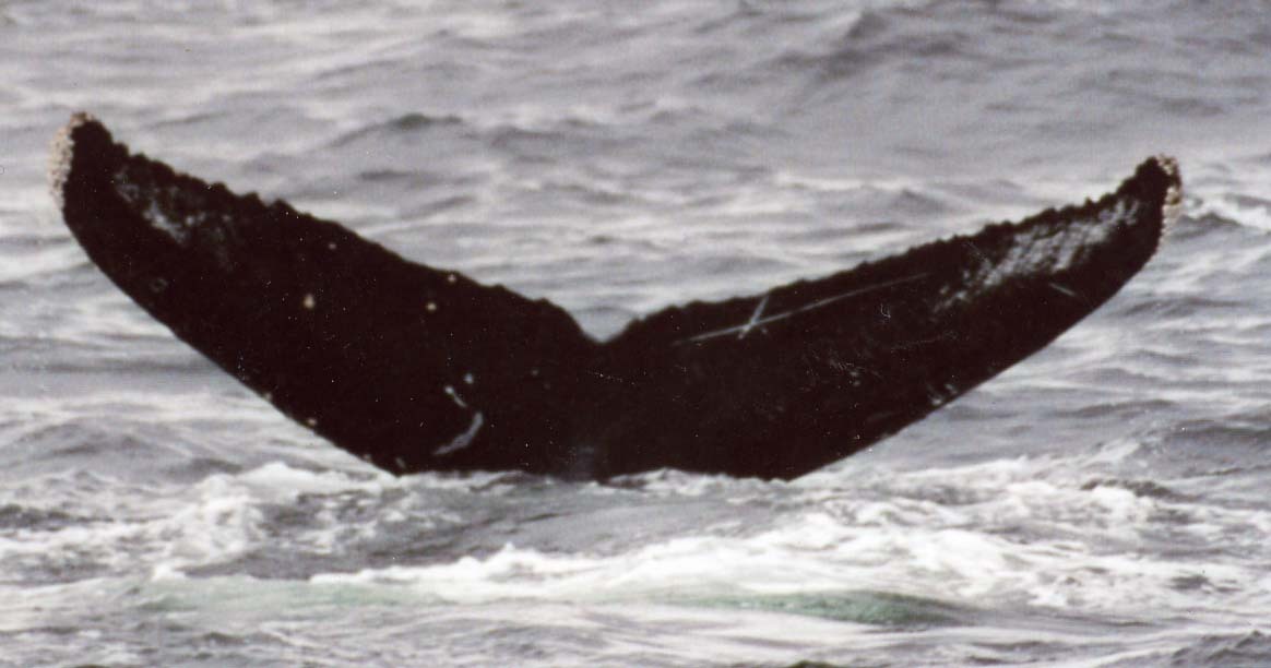 Fluke of Shiner aka Oplapanax (FS)