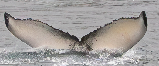 Fluke of Banana (Westfjords)