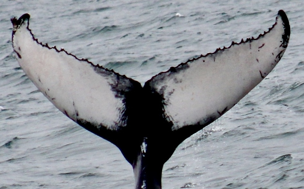 Fluke of Moonlight (Husavik)
