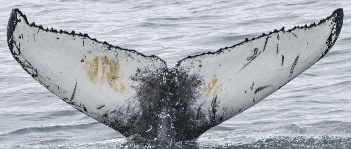 Fluke of Balik (Husavik)