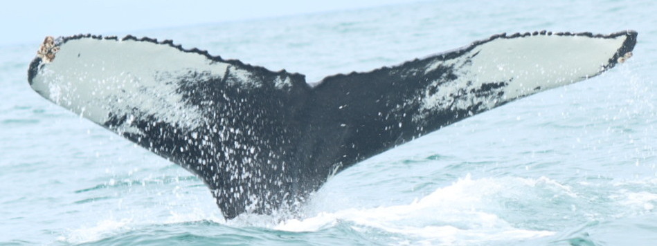 Fluke of Wailord (Husavik)