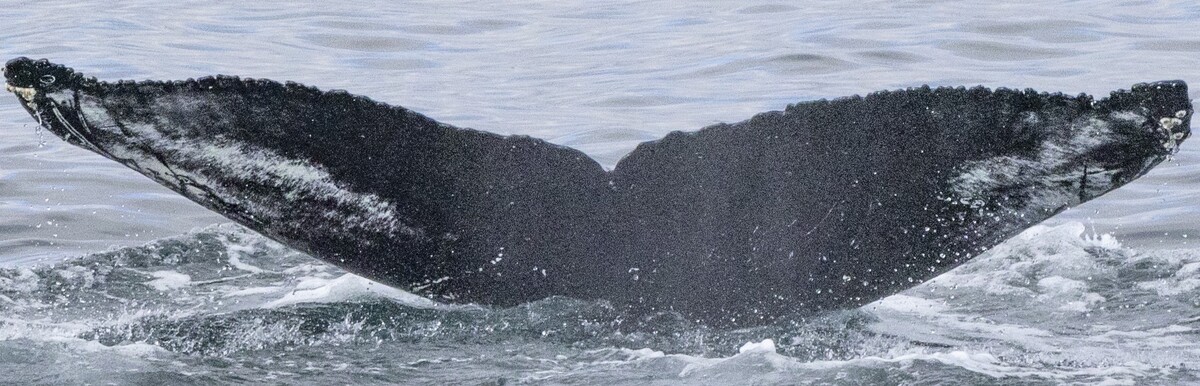 Fluke of Nyx (Husavik)