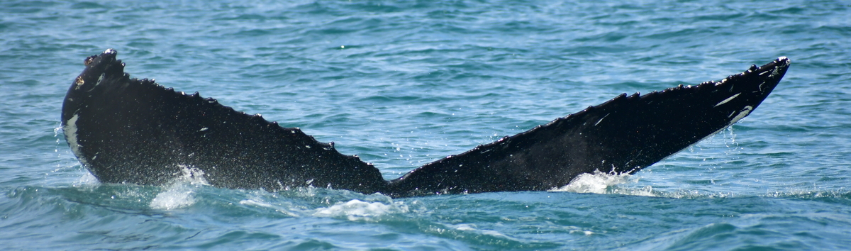 Fluke of HW-MN0103953