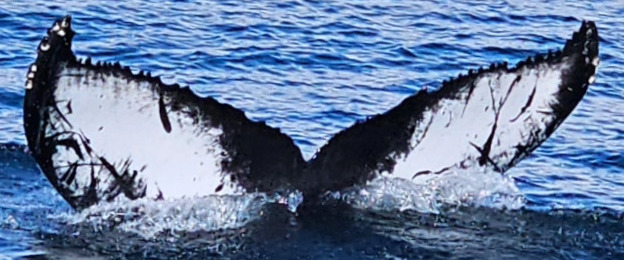 Fluke of Ibis (Westfjords) aka Teaka (Iceland)