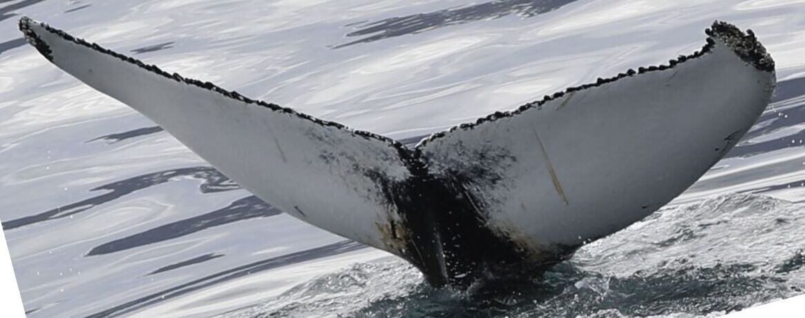 Fluke of Santiago (Husavik)