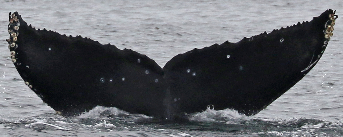 Fluke of CRC-22725