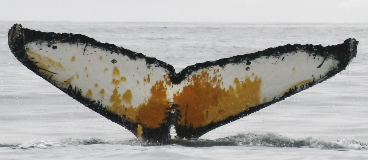 Fluke of BTBEL-I_PAL_20240226_2_2