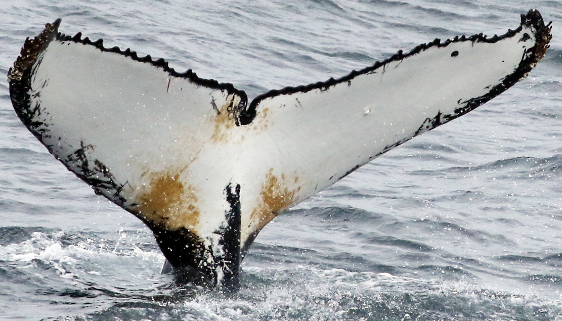 Fluke of HW-MN1300581