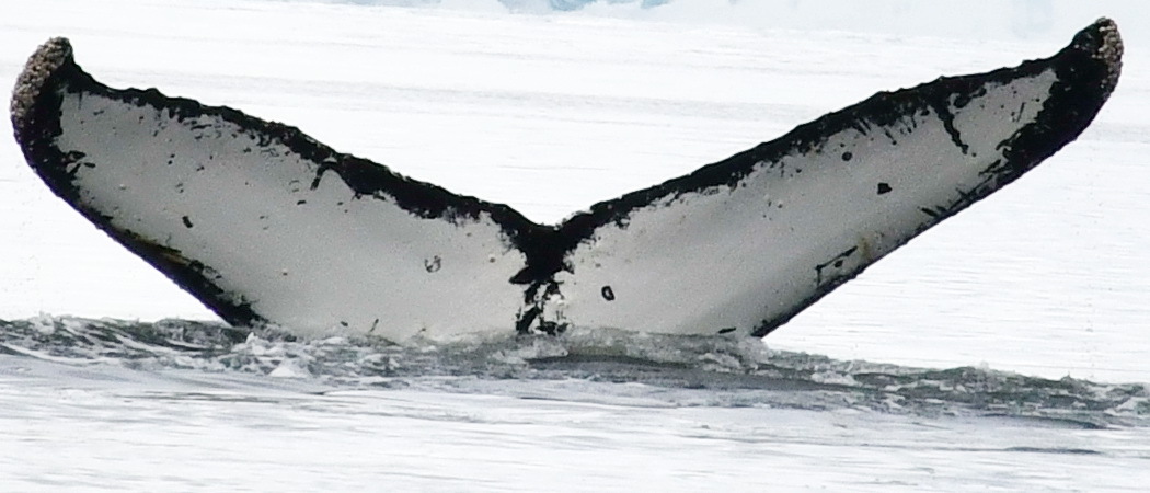 Fluke of BTBEL-Mn24_030B_NAN