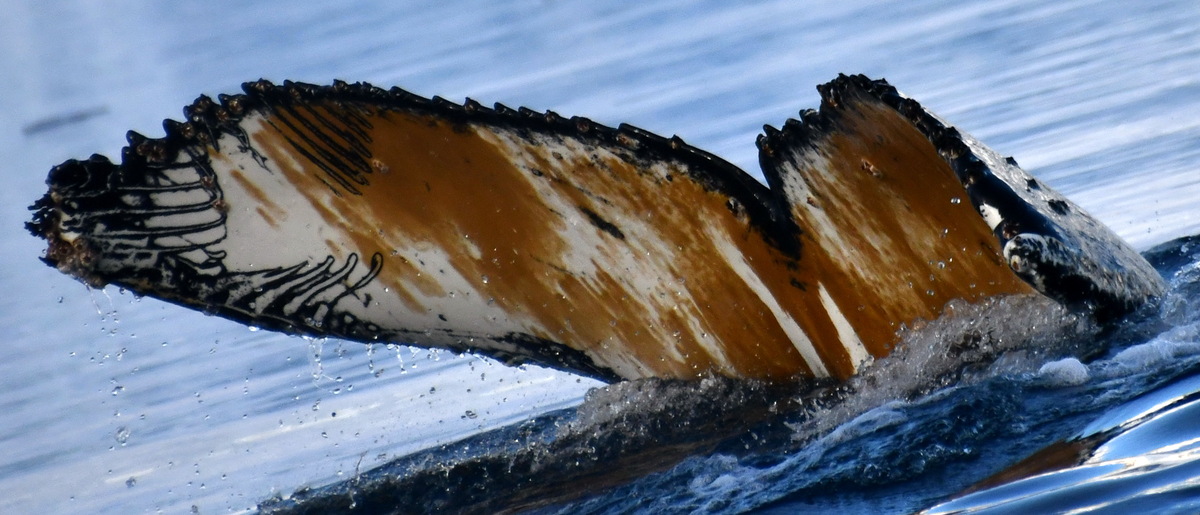 Fluke of BTBEL-I_NAN_20240312_3_1