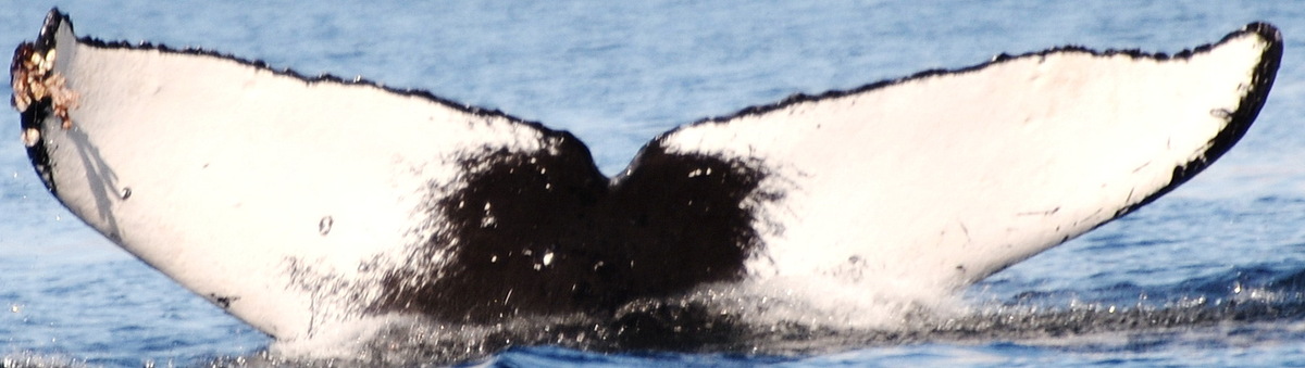 Fluke of Doodle (Kodiak)