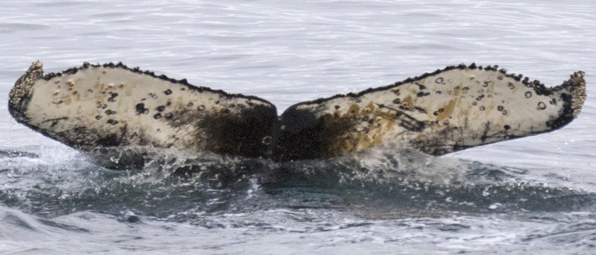 Fluke of HW-MN1300577