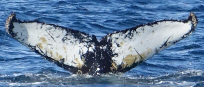 Fluke of HW-MN1300578