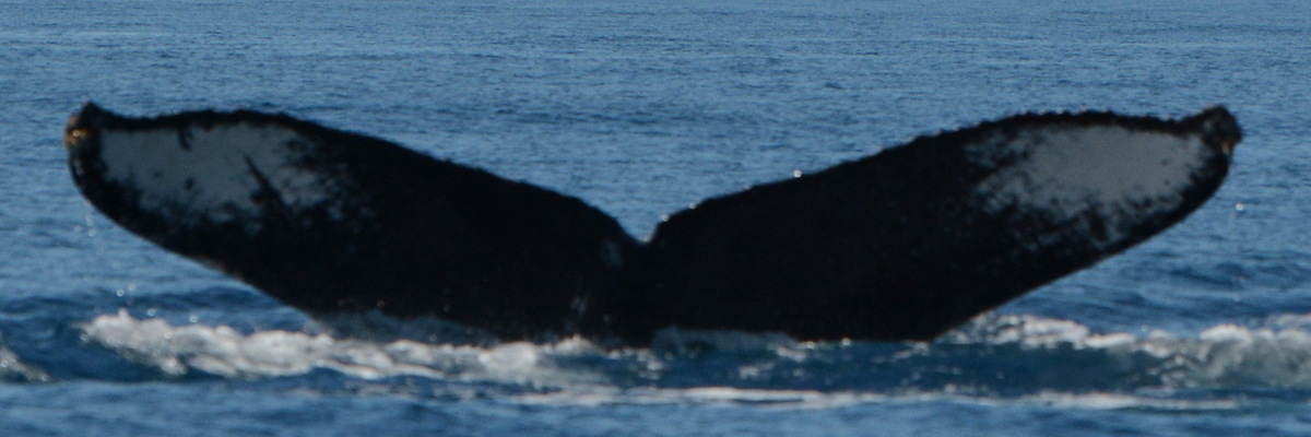Fluke of CRC-22927