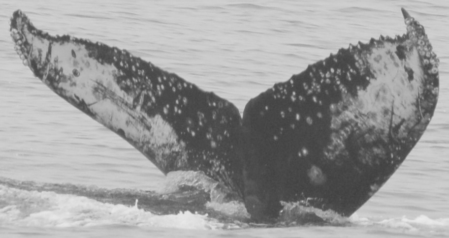 Fluke of CRC-12072