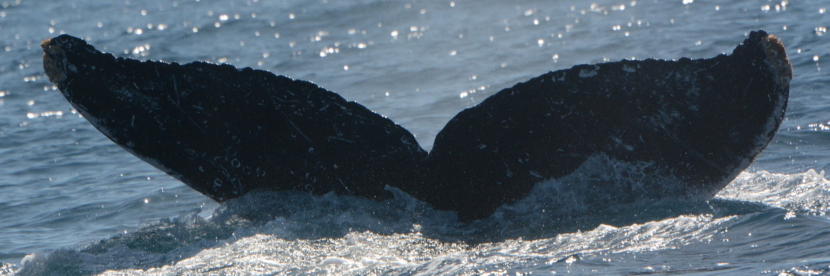 Fluke of UABCS-MN-24B5429