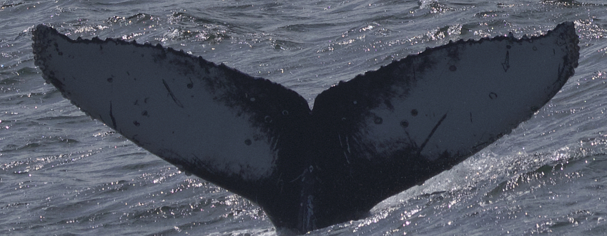 Fluke of CRC-22736