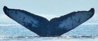 Fluke of HW-MN0501489