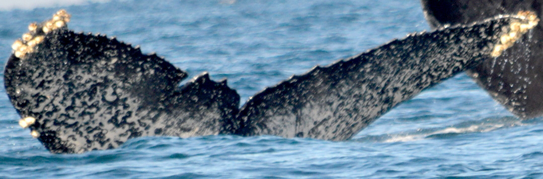 Fluke of CRC-16934