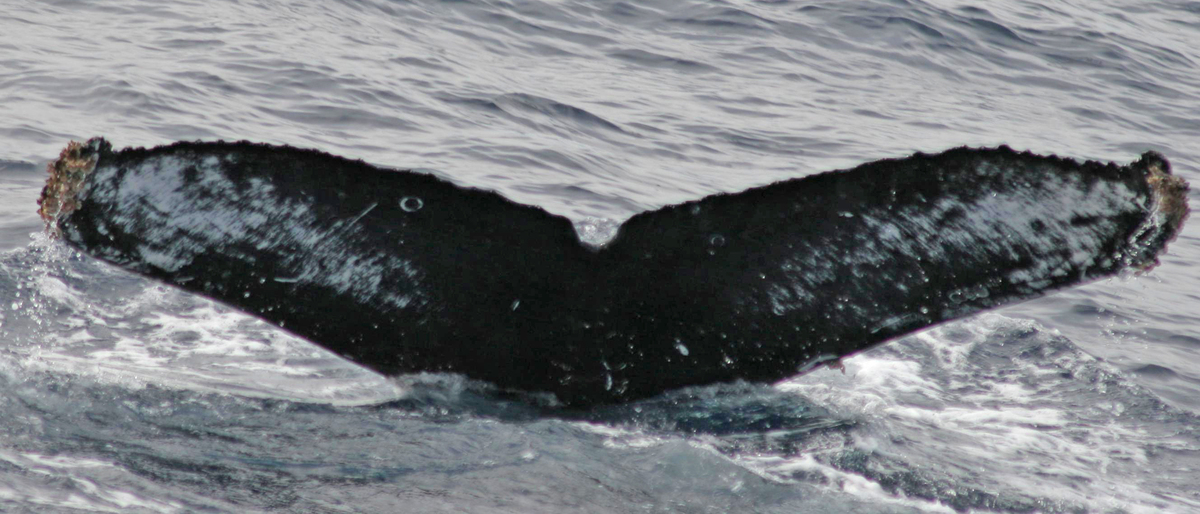 Fluke of Yin Yang (Salish Sea)